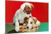 Jack Russell Puppies in Basket-null-Mounted Premium Giclee Print