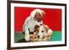 Jack Russell Puppies in Basket-null-Framed Art Print