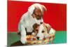 Jack Russell Puppies in Basket-null-Mounted Art Print