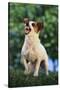 Jack Russell Terrier Bearing its Teeth-DLILLC-Stretched Canvas