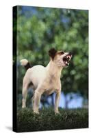 Jack Russell Terrier Bearing its Teeth-DLILLC-Stretched Canvas