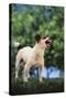 Jack Russell Terrier Bearing its Teeth-DLILLC-Stretched Canvas