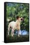 Jack Russell Terrier Bearing its Teeth-DLILLC-Framed Stretched Canvas