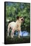 Jack Russell Terrier Bearing its Teeth-DLILLC-Framed Stretched Canvas