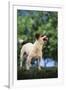 Jack Russell Terrier Bearing its Teeth-DLILLC-Framed Photographic Print