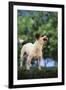 Jack Russell Terrier Bearing its Teeth-DLILLC-Framed Photographic Print