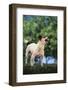 Jack Russell Terrier Bearing its Teeth-DLILLC-Framed Photographic Print