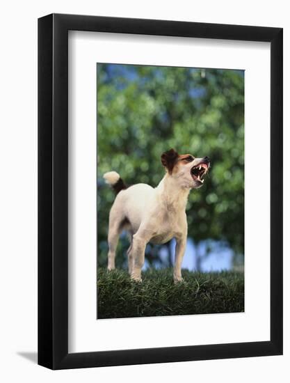 Jack Russell Terrier Bearing its Teeth-DLILLC-Framed Photographic Print