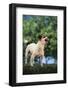 Jack Russell Terrier Bearing its Teeth-DLILLC-Framed Photographic Print