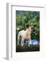 Jack Russell Terrier Bearing its Teeth-DLILLC-Framed Photographic Print