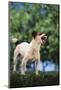 Jack Russell Terrier Bearing its Teeth-DLILLC-Mounted Photographic Print