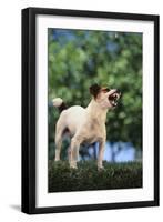 Jack Russell Terrier Bearing its Teeth-DLILLC-Framed Photographic Print