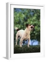 Jack Russell Terrier Bearing its Teeth-DLILLC-Framed Photographic Print