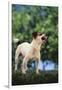 Jack Russell Terrier Bearing its Teeth-DLILLC-Framed Photographic Print