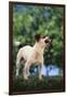 Jack Russell Terrier Bearing its Teeth-DLILLC-Framed Photographic Print