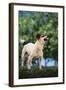 Jack Russell Terrier Bearing its Teeth-DLILLC-Framed Photographic Print