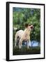 Jack Russell Terrier Bearing its Teeth-DLILLC-Framed Photographic Print