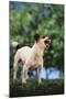 Jack Russell Terrier Bearing its Teeth-DLILLC-Mounted Photographic Print
