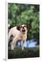 Jack Russell Terrier Bearing its Teeth-DLILLC-Framed Photographic Print