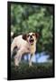 Jack Russell Terrier Bearing its Teeth-DLILLC-Framed Photographic Print