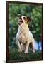 Jack Russell Terrier Bearing its Teeth-DLILLC-Framed Photographic Print