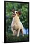 Jack Russell Terrier Bearing its Teeth-DLILLC-Framed Photographic Print