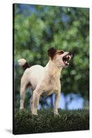 Jack Russell Terrier Bearing its Teeth-DLILLC-Stretched Canvas