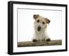 Jack Russell Terrier Bitch with Paws Up, Looking over a Rail-Jane Burton-Framed Photographic Print