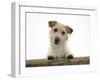 Jack Russell Terrier Bitch with Paws Up, Looking over a Rail-Jane Burton-Framed Photographic Print