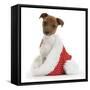 Jack Russell Terrier Cross Chihuahua Pup, Nipper, Sitting in a Father Christmas Hat-Mark Taylor-Framed Stretched Canvas