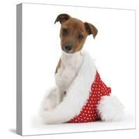 Jack Russell Terrier Cross Chihuahua Pup, Nipper, Sitting in a Father Christmas Hat-Mark Taylor-Stretched Canvas