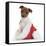 Jack Russell Terrier Cross Chihuahua Pup, Nipper, Sitting in a Father Christmas Hat-Mark Taylor-Framed Stretched Canvas