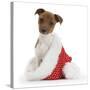 Jack Russell Terrier Cross Chihuahua Pup, Nipper, Sitting in a Father Christmas Hat-Mark Taylor-Stretched Canvas