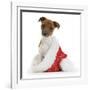 Jack Russell Terrier Cross Chihuahua Pup, Nipper, Sitting in a Father Christmas Hat-Mark Taylor-Framed Photographic Print