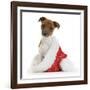 Jack Russell Terrier Cross Chihuahua Pup, Nipper, Sitting in a Father Christmas Hat-Mark Taylor-Framed Photographic Print