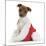 Jack Russell Terrier Cross Chihuahua Pup, Nipper, Sitting in a Father Christmas Hat-Mark Taylor-Mounted Photographic Print