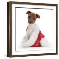 Jack Russell Terrier Cross Chihuahua Pup, Nipper, Sitting in a Father Christmas Hat-Mark Taylor-Framed Photographic Print