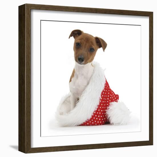 Jack Russell Terrier Cross Chihuahua Pup, Nipper, Sitting in a Father Christmas Hat-Mark Taylor-Framed Photographic Print