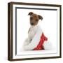 Jack Russell Terrier Cross Chihuahua Pup, Nipper, Sitting in a Father Christmas Hat-Mark Taylor-Framed Photographic Print