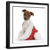 Jack Russell Terrier Cross Chihuahua Pup, Nipper, Sitting in a Father Christmas Hat-Mark Taylor-Framed Photographic Print