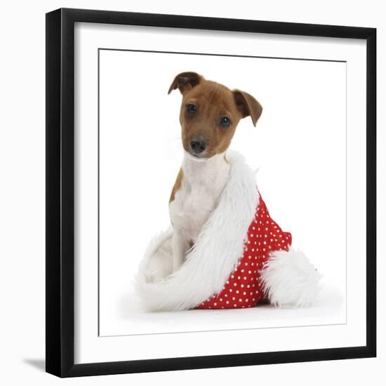 Jack Russell Terrier Cross Chihuahua Pup, Nipper, Sitting in a Father Christmas Hat-Mark Taylor-Framed Photographic Print