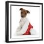 Jack Russell Terrier Cross Chihuahua Pup, Nipper, Sitting in a Father Christmas Hat-Mark Taylor-Framed Photographic Print