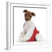 Jack Russell Terrier Cross Chihuahua Pup, Nipper, Sitting in a Father Christmas Hat-Mark Taylor-Framed Photographic Print