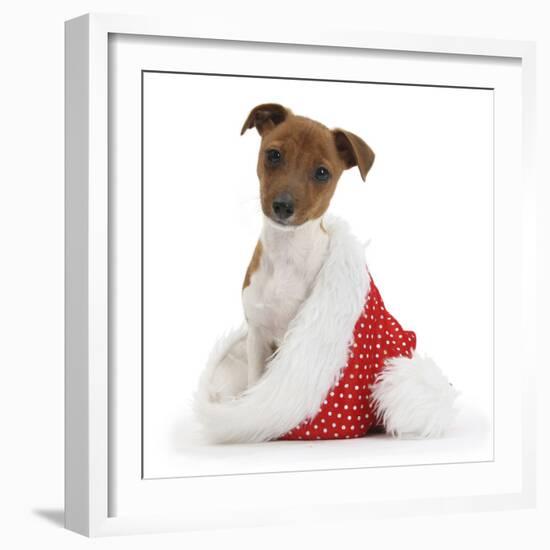 Jack Russell Terrier Cross Chihuahua Pup, Nipper, Sitting in a Father Christmas Hat-Mark Taylor-Framed Photographic Print