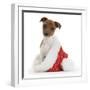 Jack Russell Terrier Cross Chihuahua Pup, Nipper, Sitting in a Father Christmas Hat-Mark Taylor-Framed Photographic Print