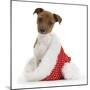 Jack Russell Terrier Cross Chihuahua Pup, Nipper, Sitting in a Father Christmas Hat-Mark Taylor-Mounted Photographic Print