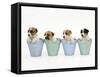 Jack Russell Terrier Dog Puppies in Flowerpots-null-Framed Stretched Canvas