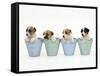 Jack Russell Terrier Dog Puppies in Flowerpots-null-Framed Stretched Canvas
