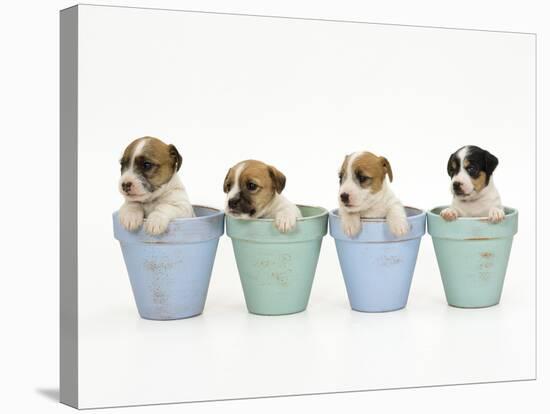 Jack Russell Terrier Dog Puppies in Flowerpots-null-Stretched Canvas