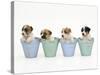 Jack Russell Terrier Dog Puppies in Flowerpots-null-Stretched Canvas